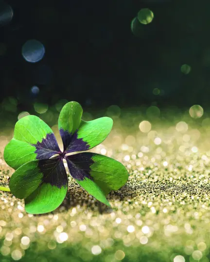 Vierblättrieges_Kleeblatt