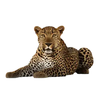 ZONIC-Safari-Edition-2-Leopard-400x400px